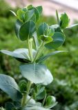 genus Euphorbia. Верхушка вегетирующего растения. Казахстан, г. Актау, на клумбе. 22 июня 2021 г.