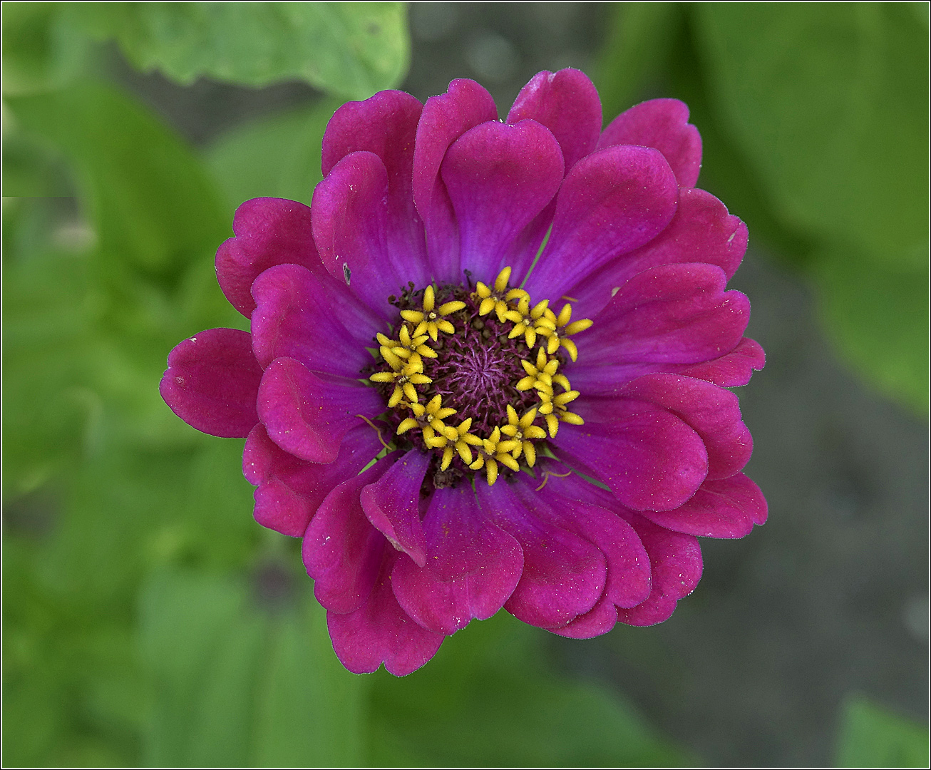 Изображение особи Zinnia elegans.