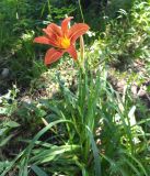 Hemerocallis × hybrida