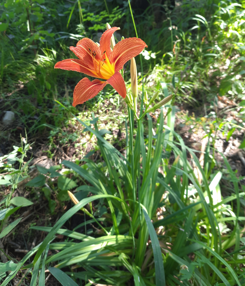 Image of Hemerocallis &times; hybrida specimen.