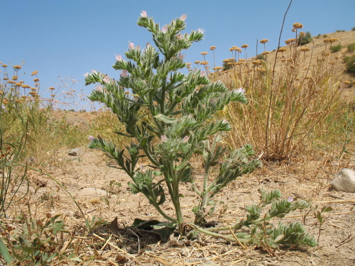 Image of Echium biebersteinii specimen.