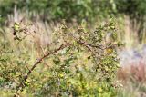 Rosa canina. Плодоносящая веточка. Ленинградская обл., Выборгский р-н, Финский залив, о-в Вихревой, олуговелый участок скалы. 09.08.2020.