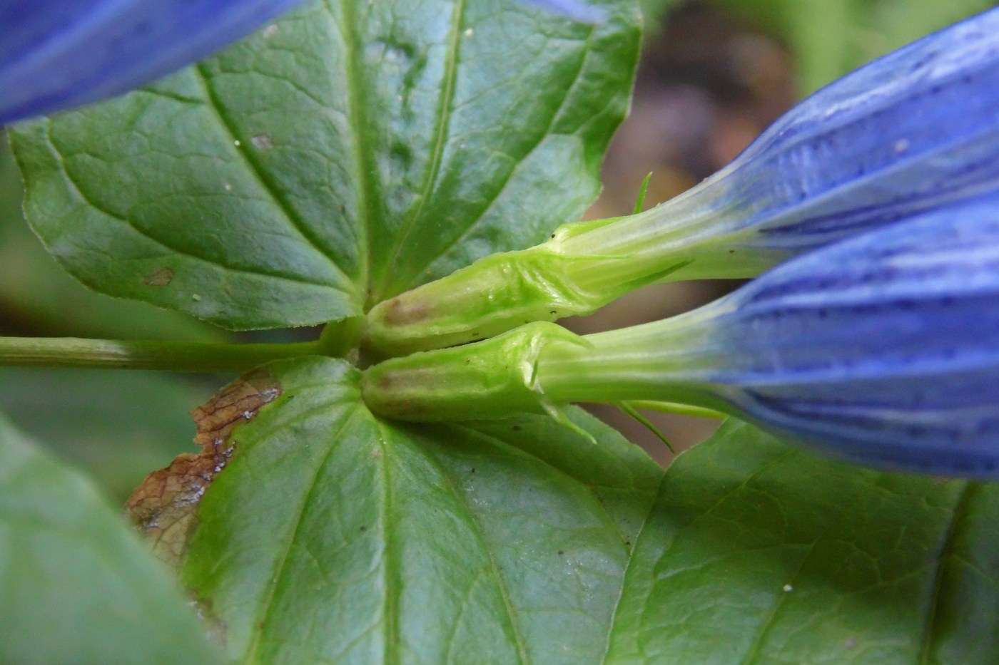 Image of Gentiana schistocalyx specimen.