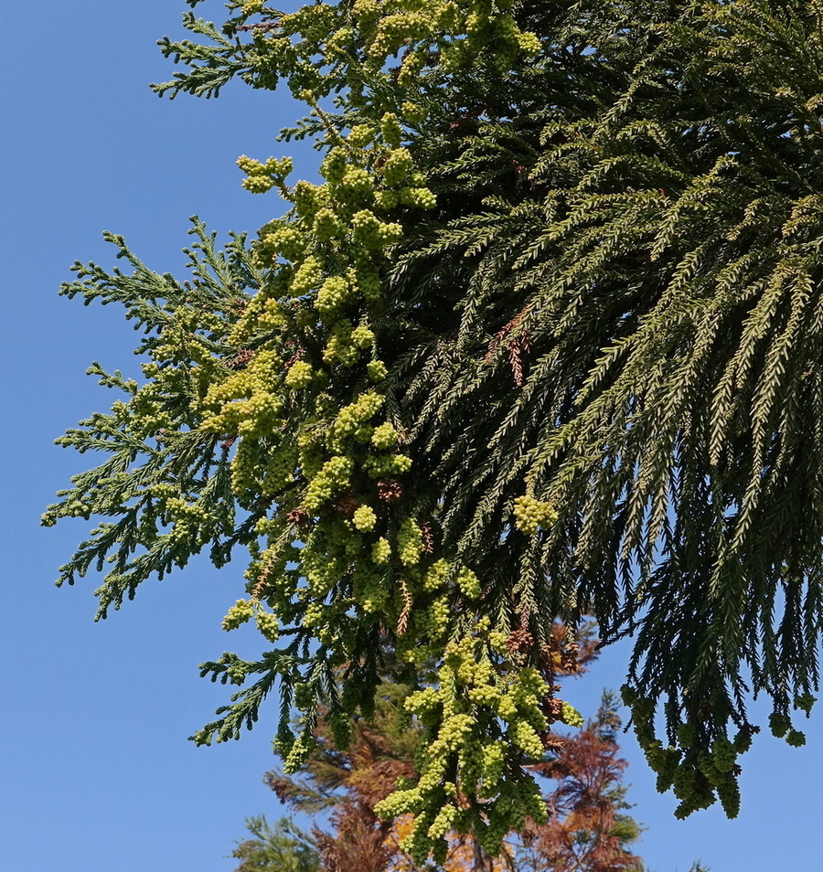 Image of Cryptomeria japonica specimen.