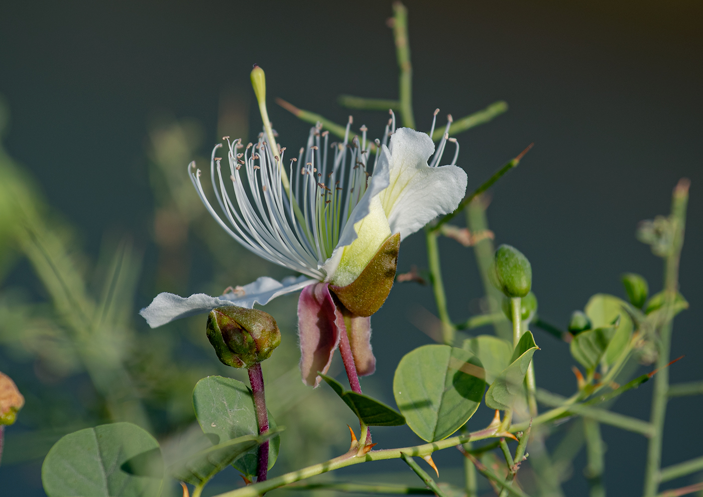 Image of Capparis spinosa specimen.