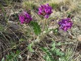 Oxytropis strobilacea. Цветущее растение. Республика Хакасия, Ширинский р-н, окр. с Ефремкино, скальный массив Тогыз-Аз, петрофитная степь. 09.05.2021.