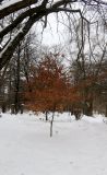 Quercus ellipsoidalis