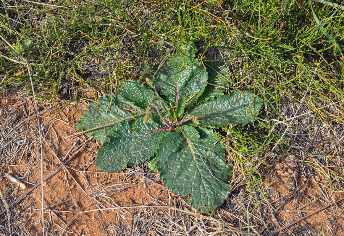 Изображение особи Verbascum phoeniceum.