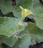 Ecballium elaterium