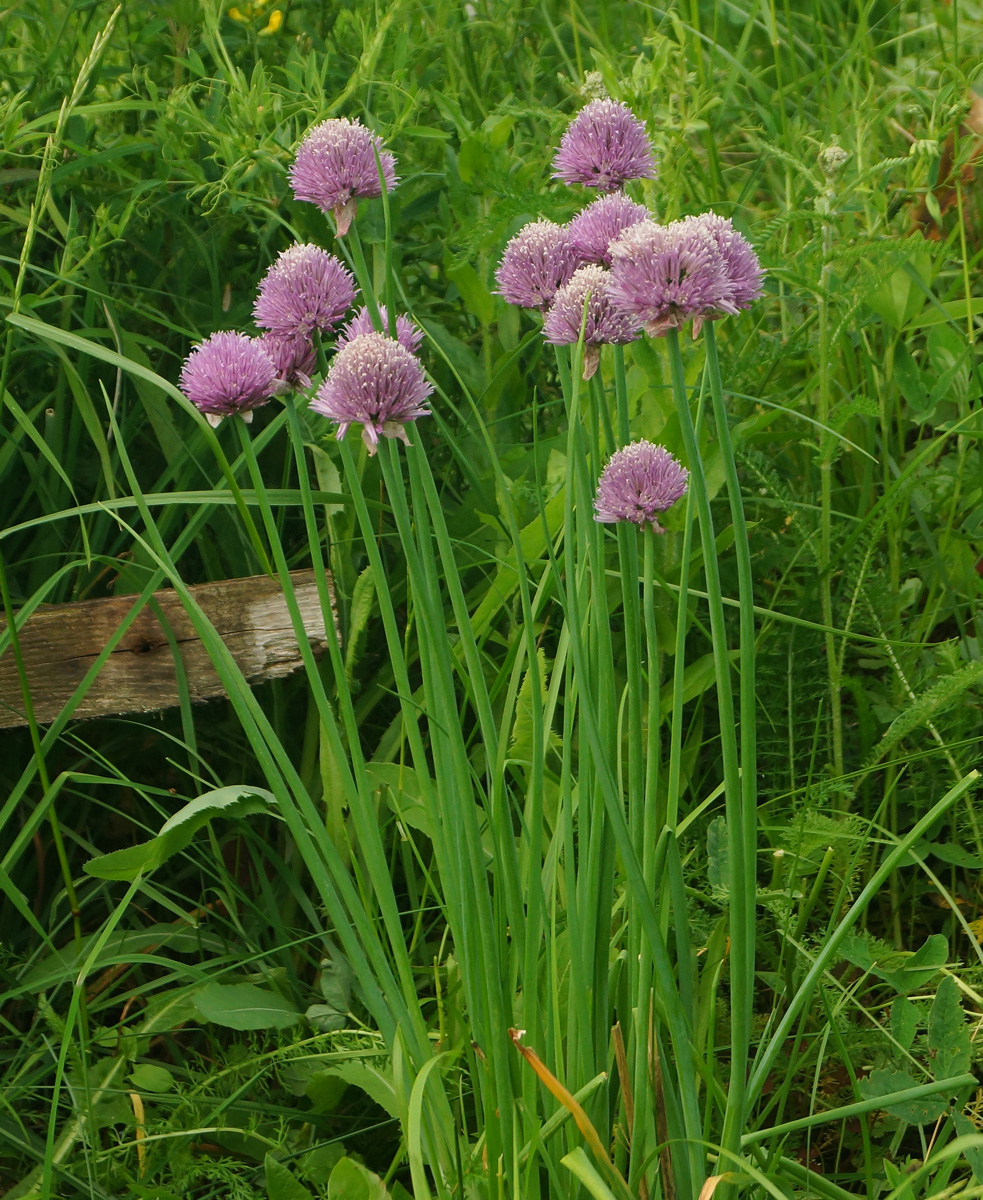 Изображение особи Allium schoenoprasum.