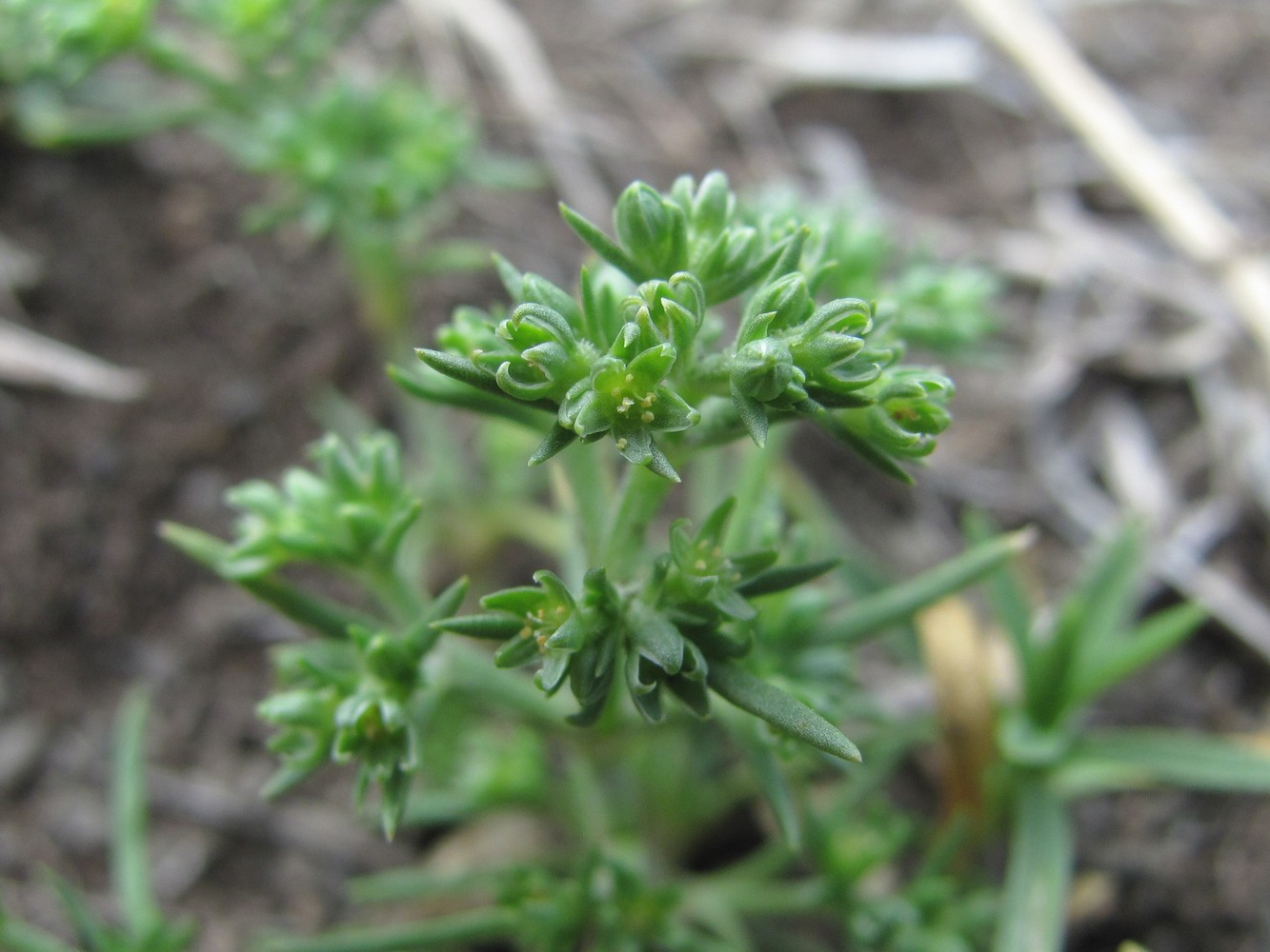 Image of Scleranthus uncinatus specimen.