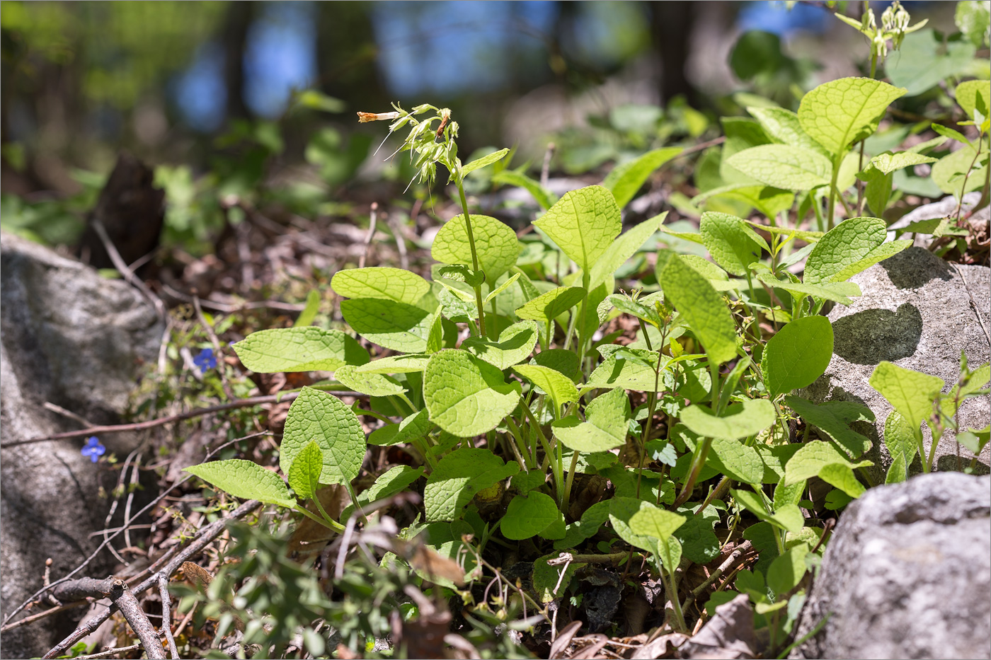 Изображение особи Symphytum grandiflorum.