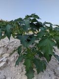 Datura stramonium. Плодоносящее растение. Республика Молдова, Окницкий р-н, долина р. Касарэу, известняковый карьер. 22.08.2021.