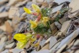 Astragalus utriger
