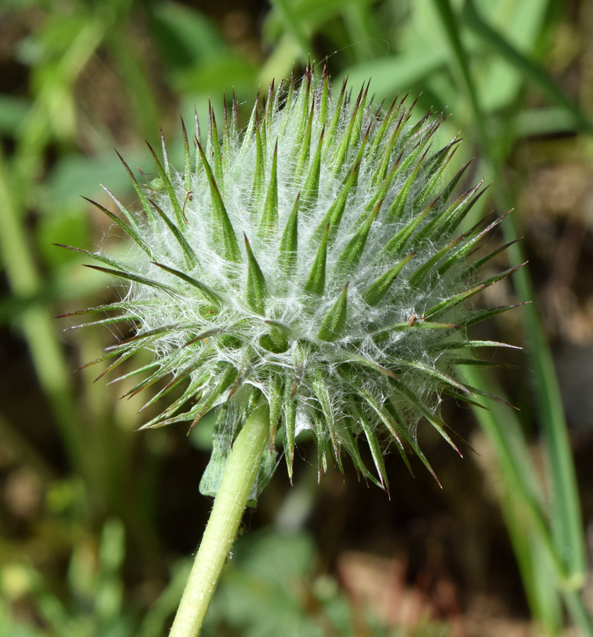 Image of Cousinia integrifolia specimen.