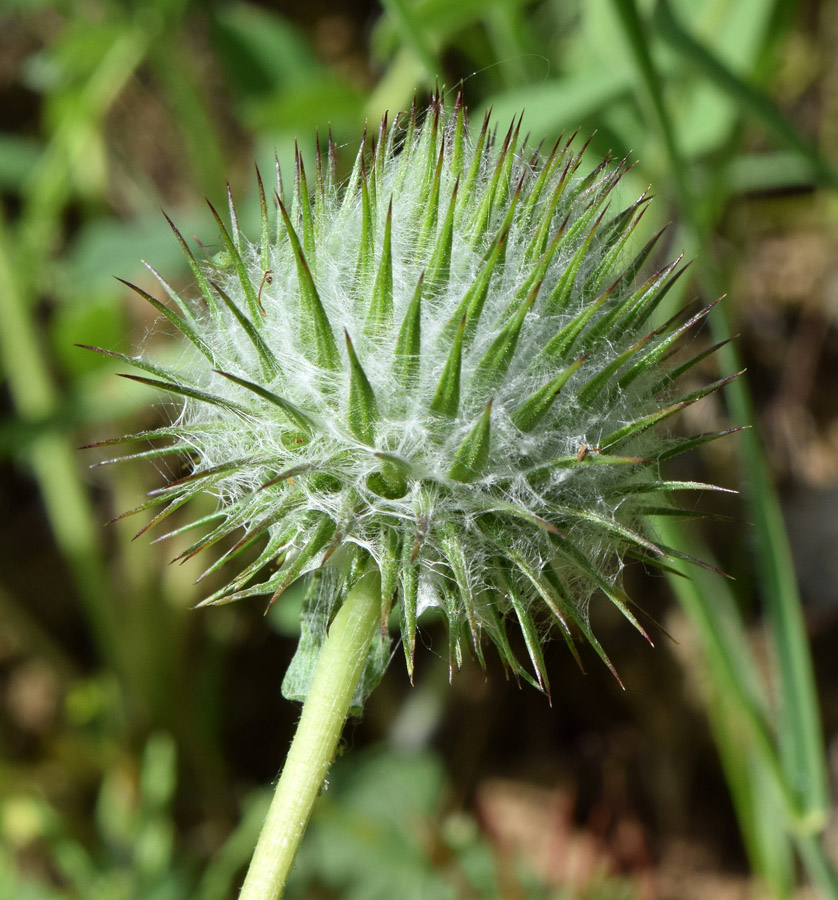 Изображение особи Cousinia integrifolia.