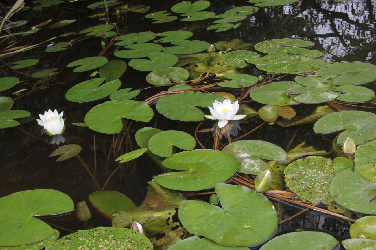 Image of Nymphaea candida specimen.