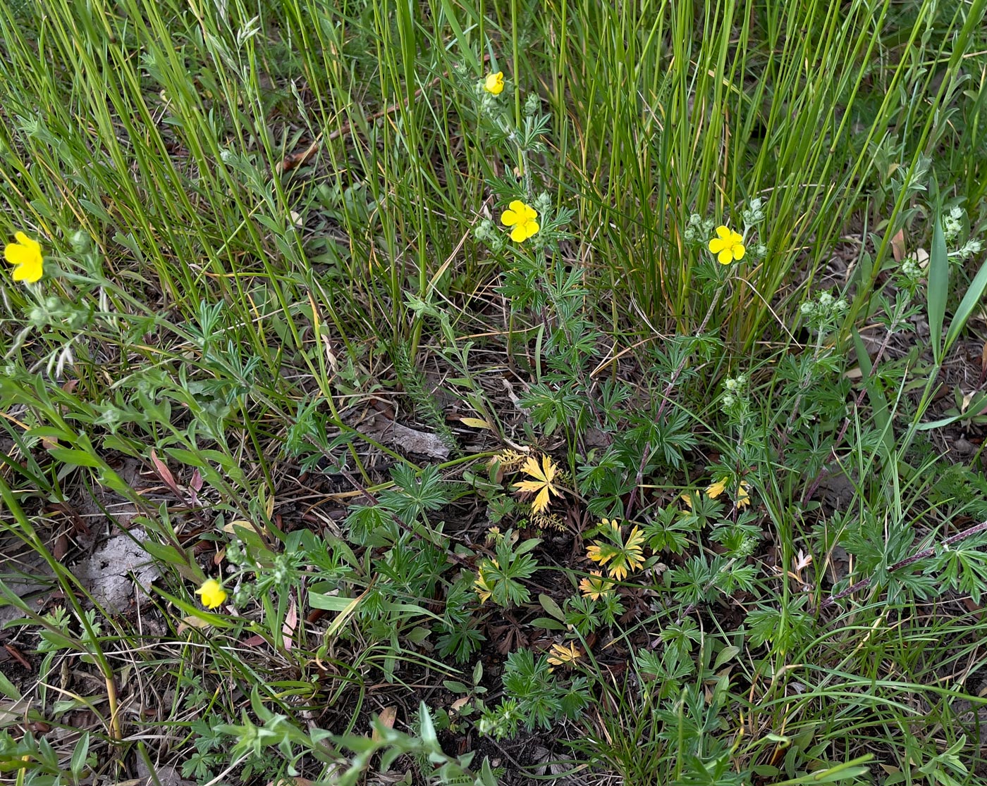 Изображение особи Potentilla argentea.