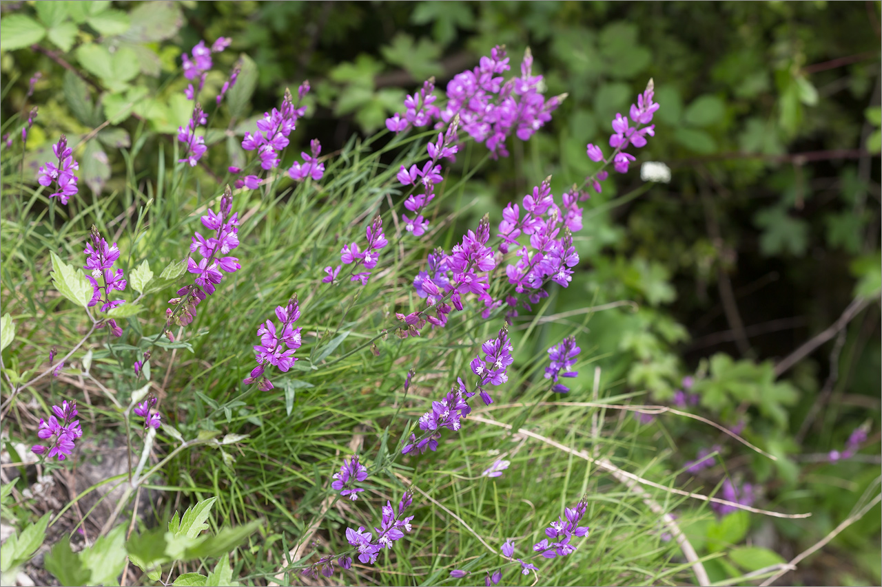 Изображение особи Polygala caucasica.