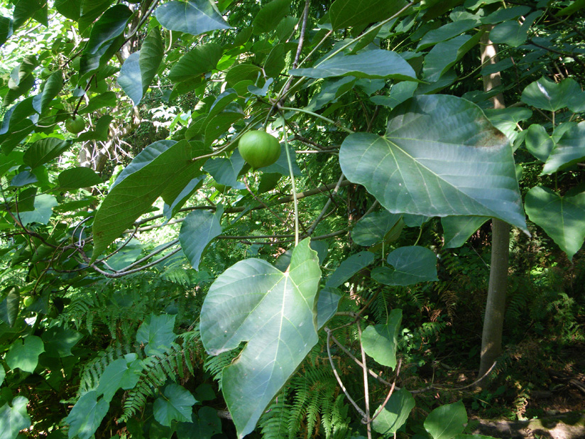 Image of Vernicia fordii specimen.