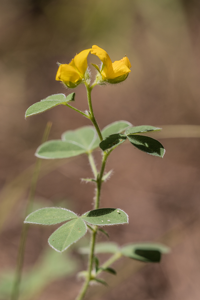 Изображение особи Argyrolobium biebersteinii.