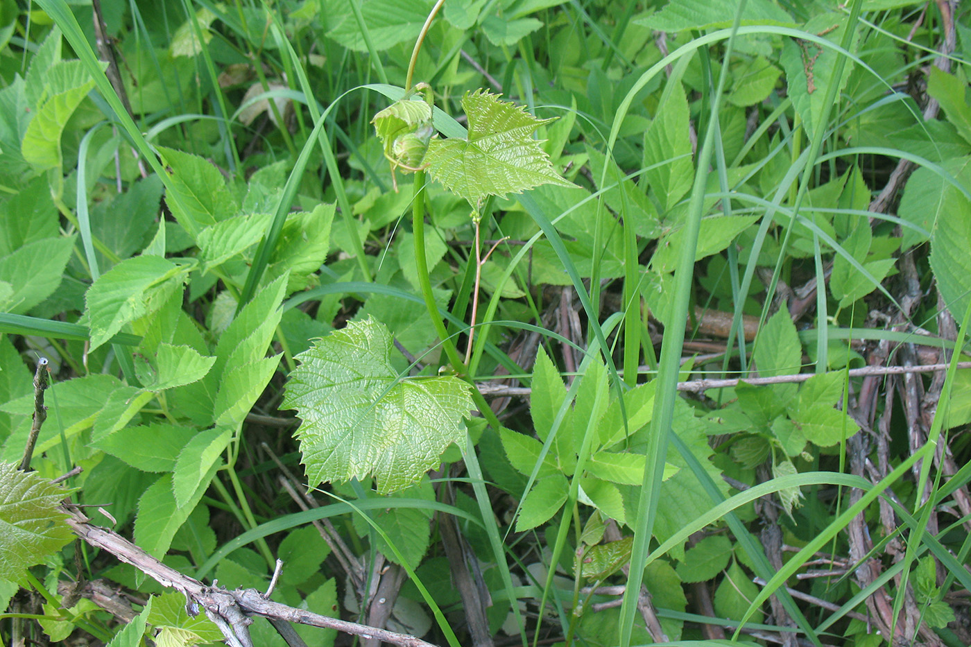 Изображение особи Vitis vinifera.