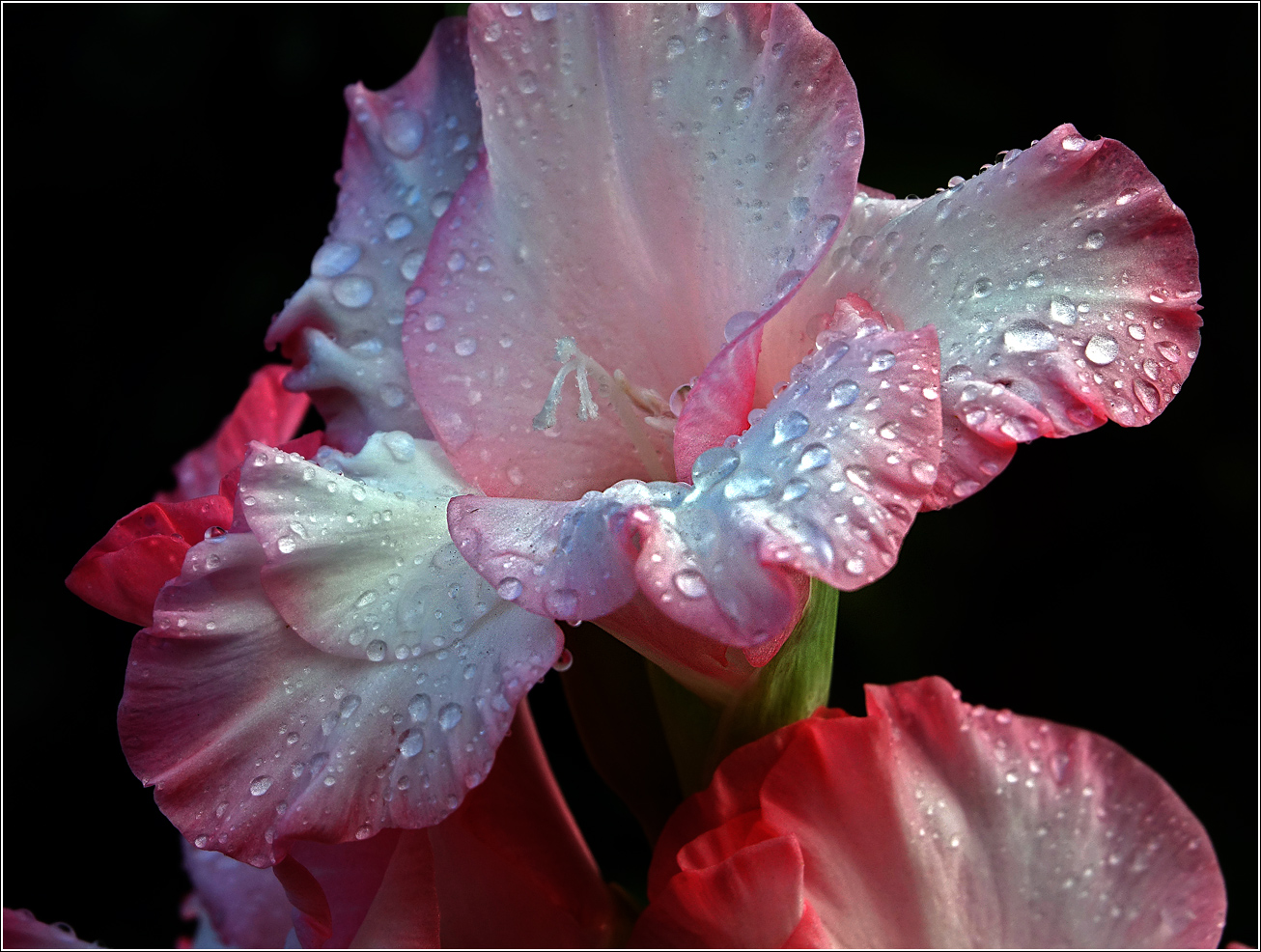 Image of Gladiolus &times; gandavensis specimen.