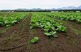 Brassica rapa ssp. pekinensis