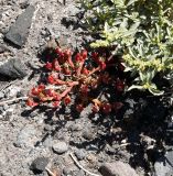 Mesembryanthemum nodiflorum. Плодоносящее растение (в верхнем правом углу - Atriplex semilunaris). Испания, автономное сообщество Канарские о-ва, о-в Фуэртевентура, провинция Las Palmas, муниципалитет Pajara, п-в Jandia, пос. Jandia, заповедник \"Saladar de Jandia\", рудеральное сообщество на западной границе заповедника. 26.05.2019.