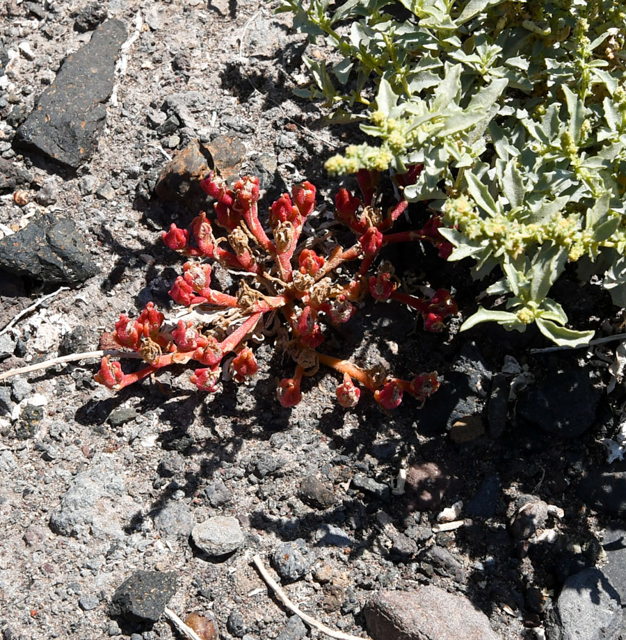 Image of Mesembryanthemum nodiflorum specimen.