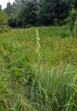 Rumex pseudonatronatus. Плодоносящее растение. Хабаровский край, р-н им. Полины Осипенко, с. Бриакан, влажный луг с Carex на опушке смешанного леса. 17.07.2021.