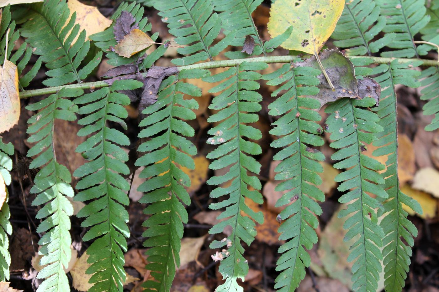 Image of Dryopteris filix-mas specimen.