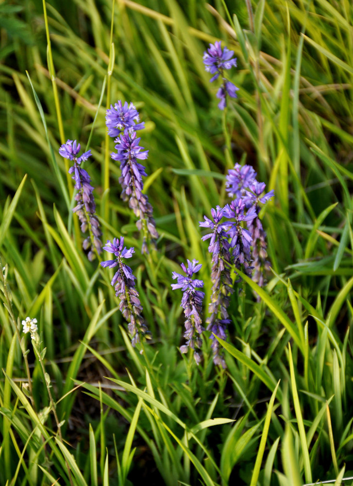 Image of genus Polygala specimen.