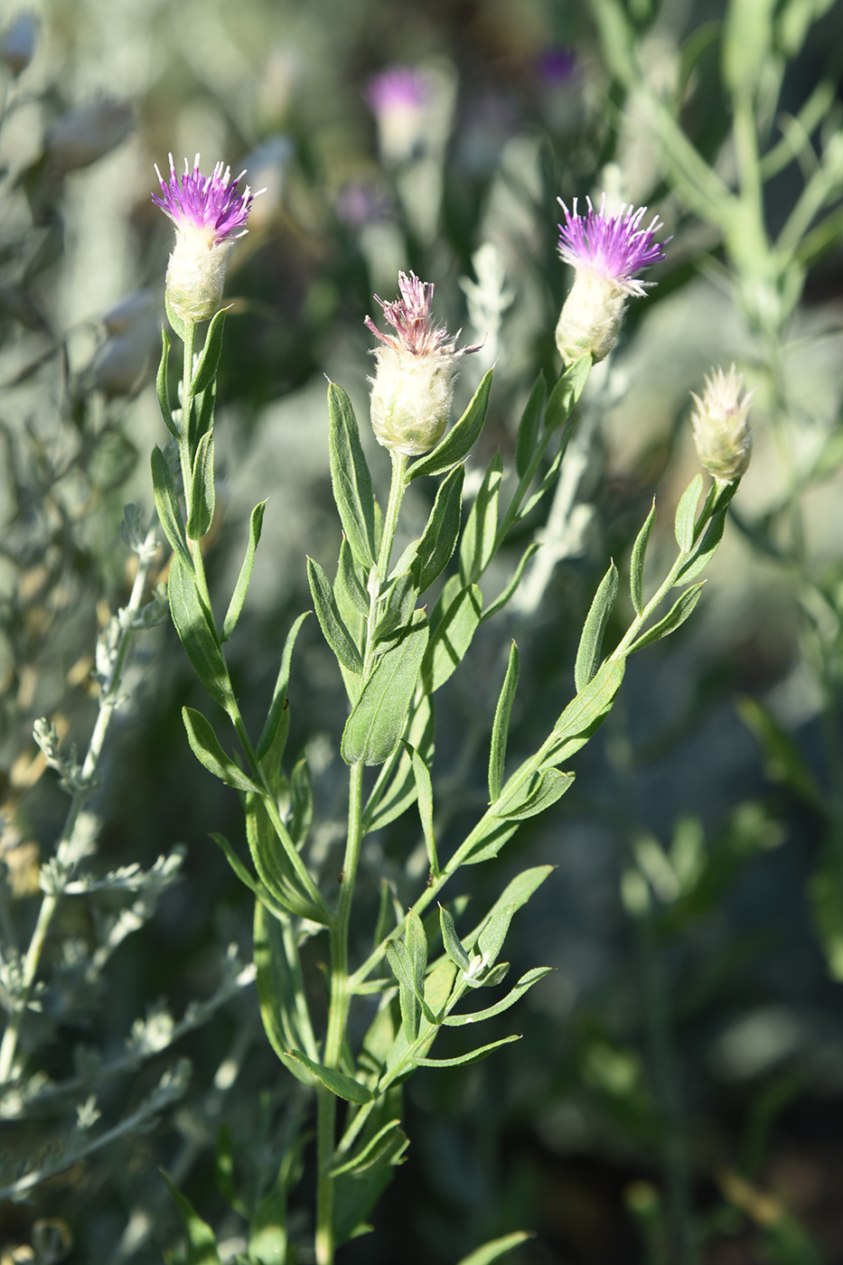 Image of Acroptilon repens specimen.