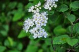 Spiraea chamaedryfolia. Соцветие и листья. Московская обл., г. Железнодорожный, в культуре, 15.05.2020.