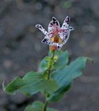 Tricyrtis hirta