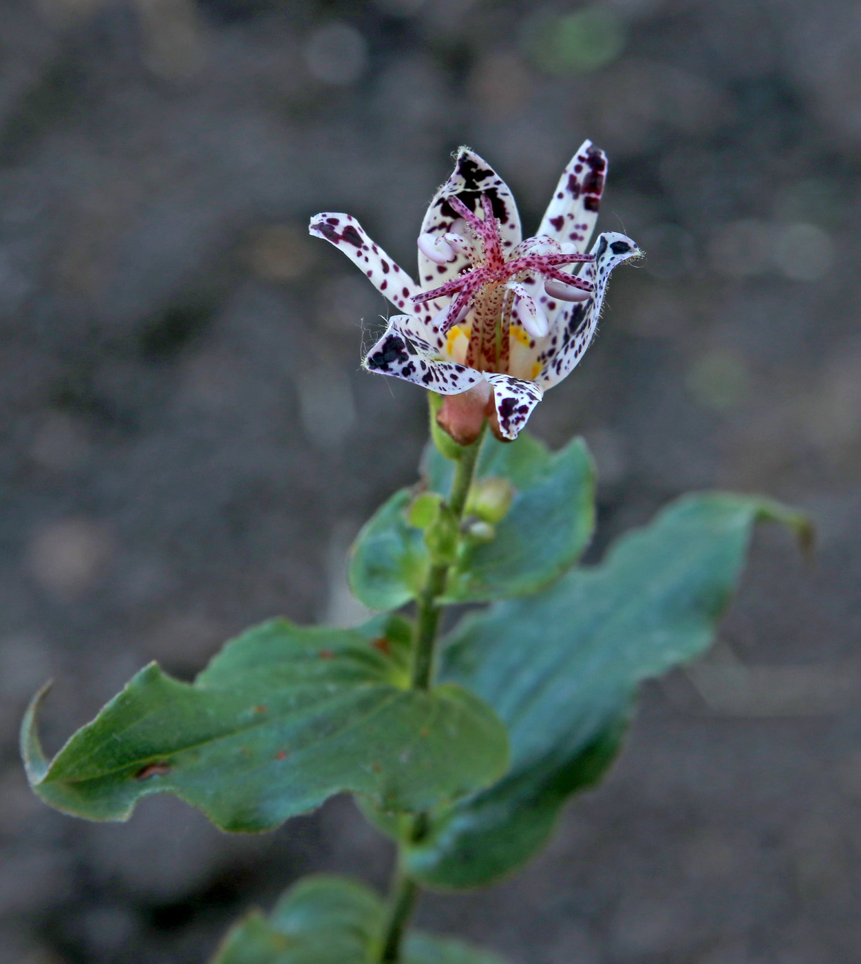 Изображение особи Tricyrtis hirta.