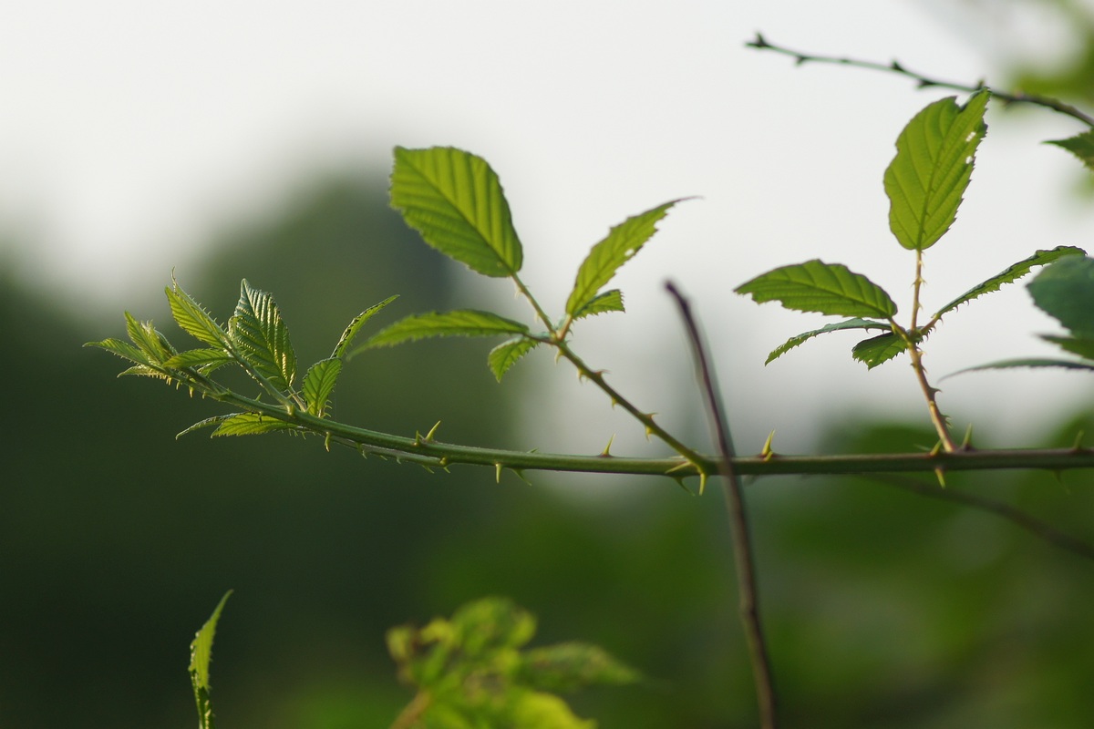 Изображение особи род Rubus.