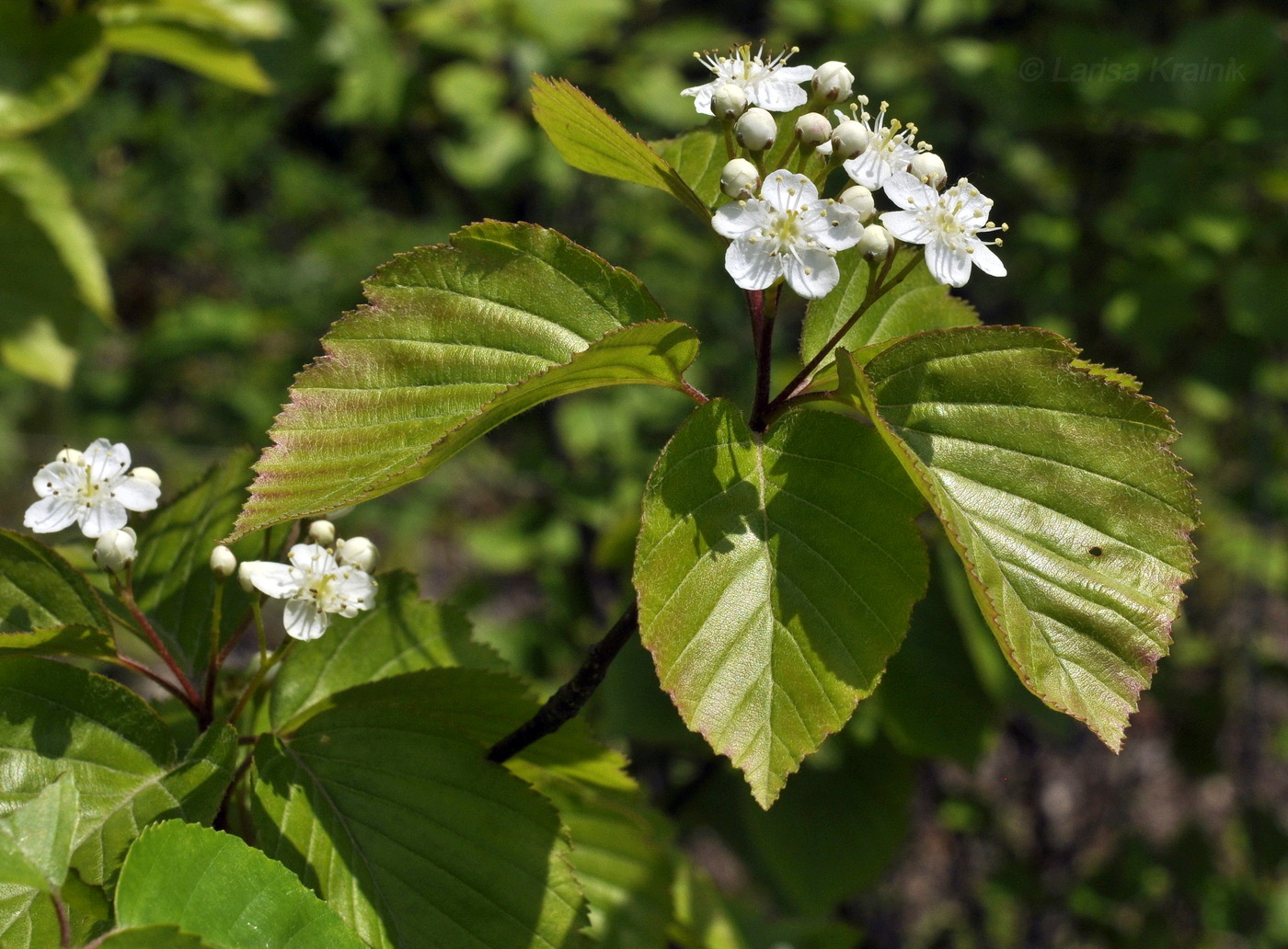 Изображение особи Sorbus alnifolia.