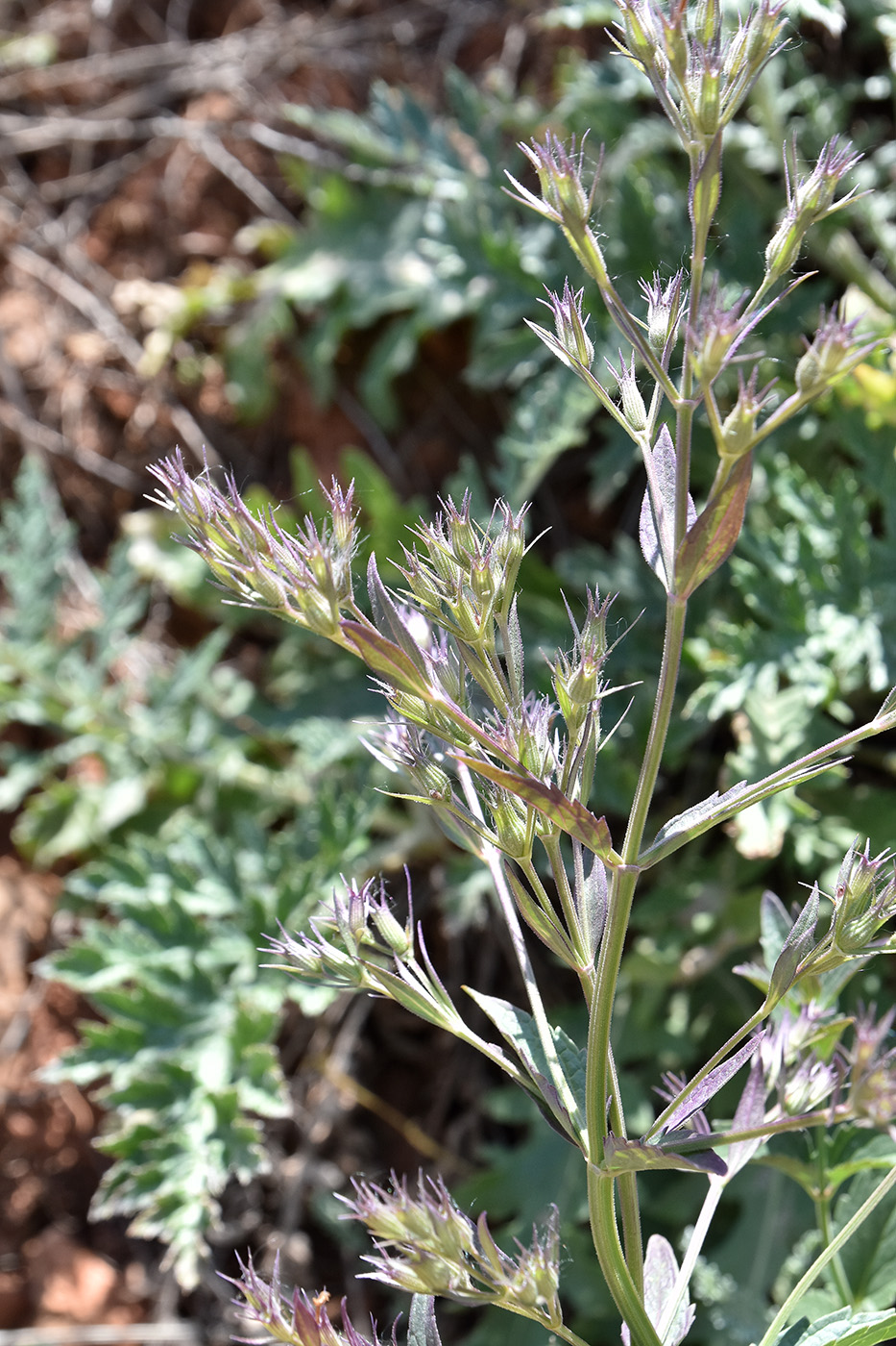 Image of Nepeta ucranica specimen.