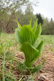 Veratrum lobelianum