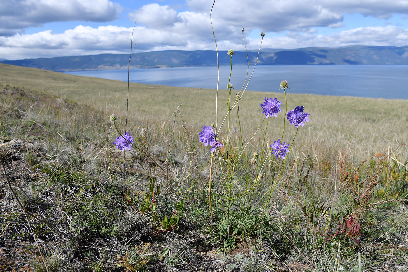 Изображение особи Scabiosa comosa.