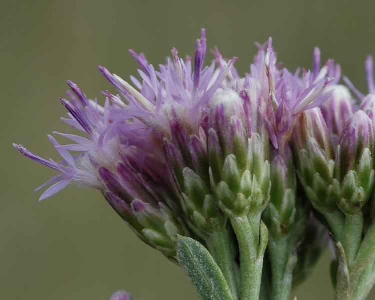 Image of Saussurea salsa specimen.
