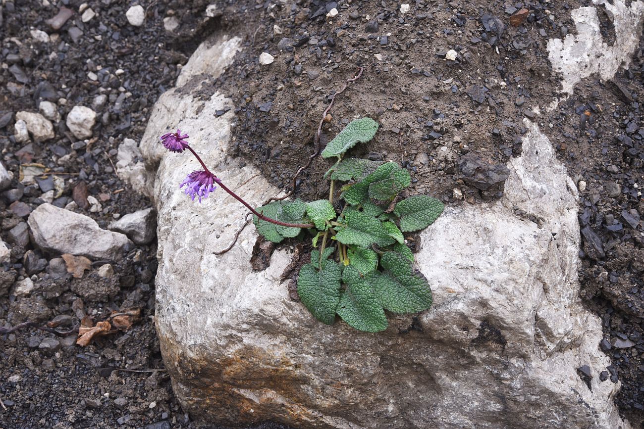 Image of Salvia verticillata specimen.