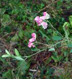Lathyrus tuberosus