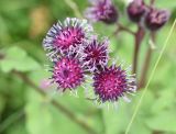 genus Arctium