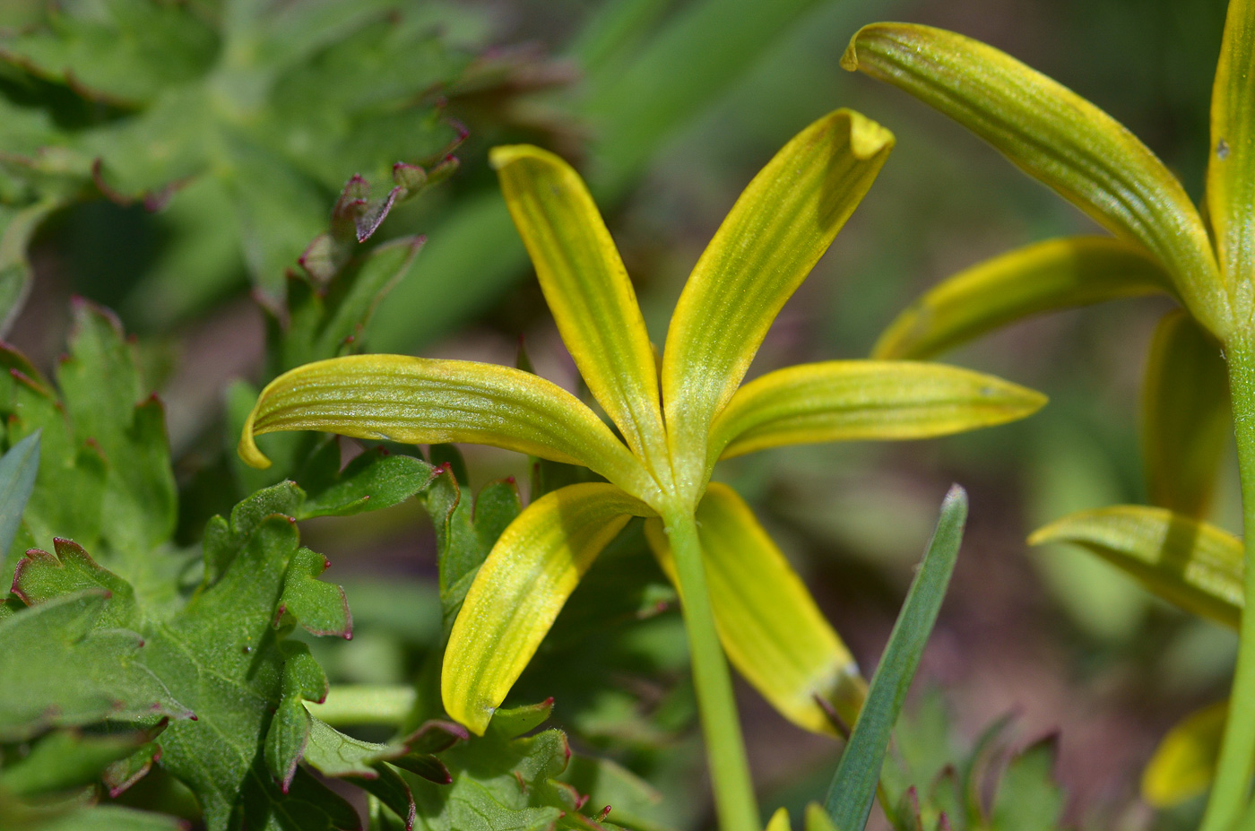 Изображение особи Gagea liotardii.