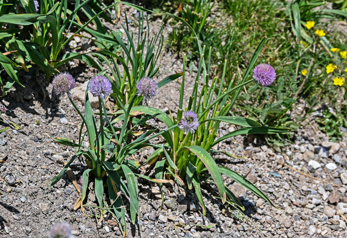 Изображение особи Allium platyspathum.