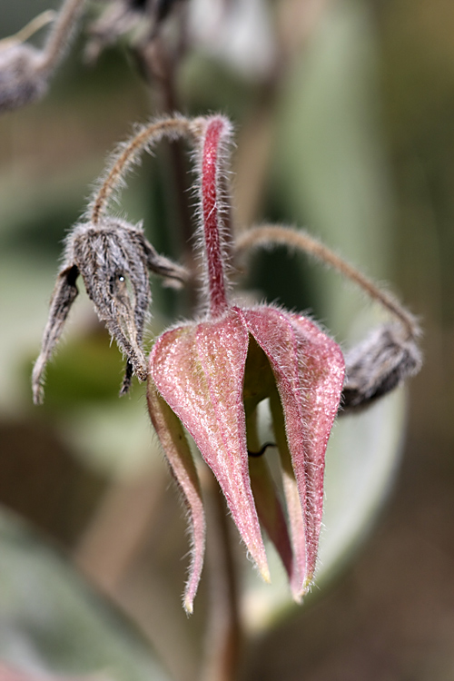 Изображение особи Trichodesma incanum.