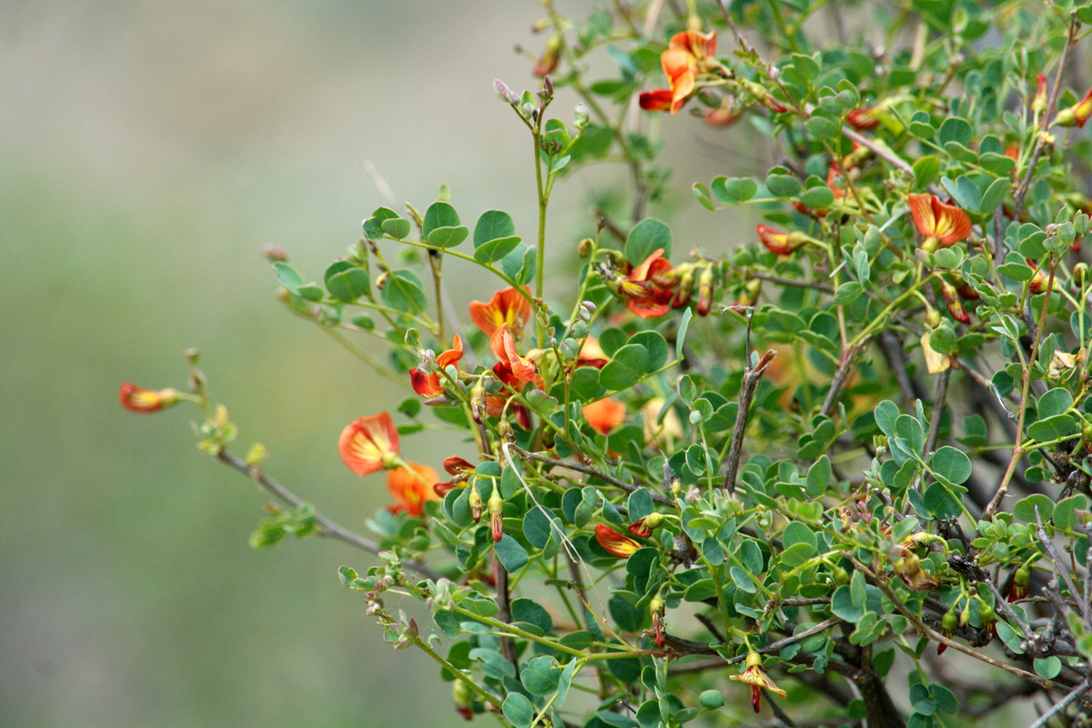 Image of Colutea orientalis specimen.